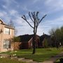 Photo of Sergio's Lawn & Tree Service