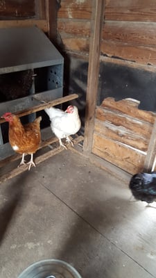 Grandpa Tiny's Farm by null