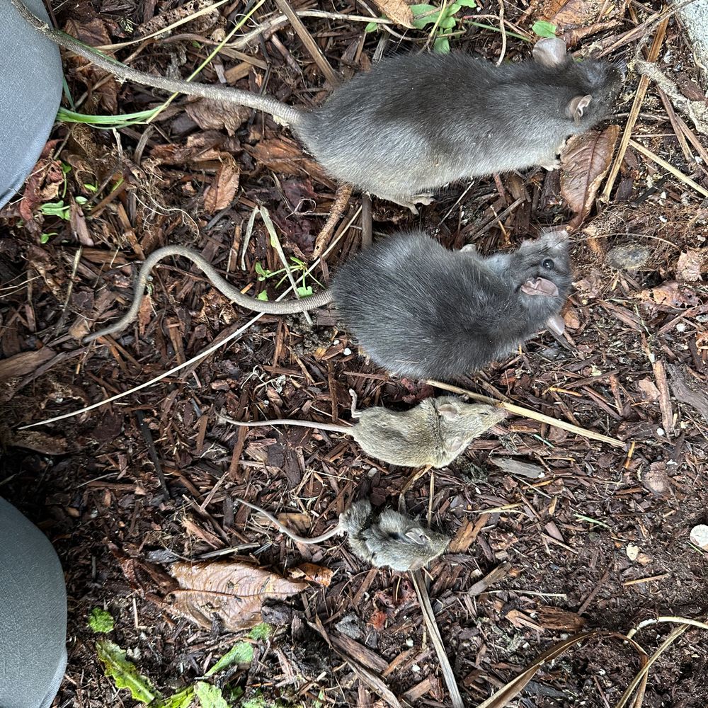 THE BEST 10 PEST CONTROL in COOS COUNTY, OR - Updated 2026 - Hours - Yelp