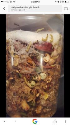 Bird Paradise by null