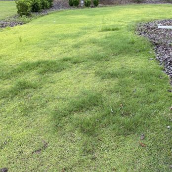 Massey Services - I have service with Massey for whole year. And this is my yard after whole service. You can make up your mind. Results are in front of you - Landscaping Near Me - Gainesville, Florida Massey Services - I have service with Massey for whole year. And this is my yard after whole service. You can make up your mind. Results are in front of you - Landscaping Near Me - Gainesville, Florida