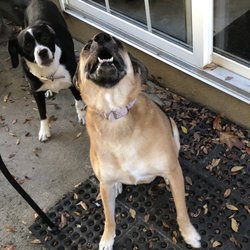 indian land pet sitting