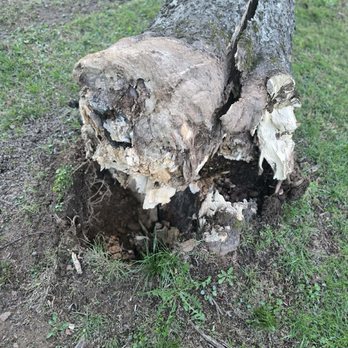 Bloomscape - Tree down - Tree Services Near Me Bloomscape - Tree down - Tree Services Near Me