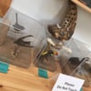 Ameal Moore Sycamore Canyon Nature Center gift card