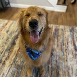Dogtown Mobile Grooming