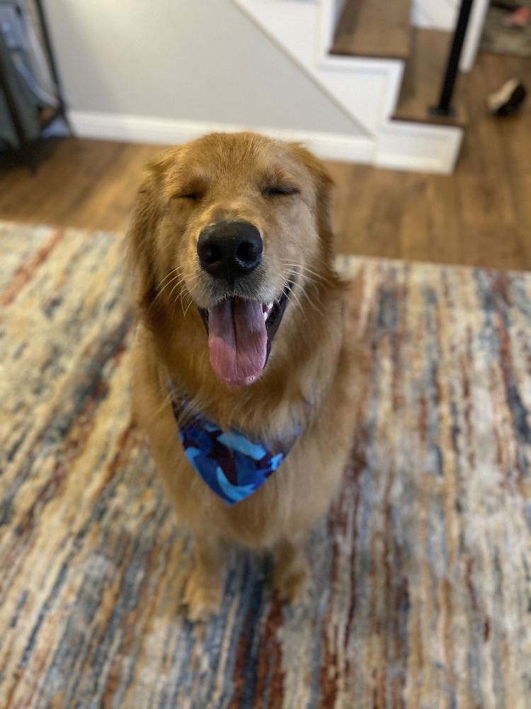 DOGTOWN MOBILE GROOMING Updated July 2024 17 Photos & 19 Reviews Nampa, Idaho Pet