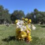 Photo of Paso Robles District Cemetery