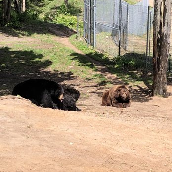 Oswald's Bear Ranch - Zoos Near Me - Newberry, Michigan