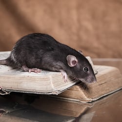 Lee Pest Control