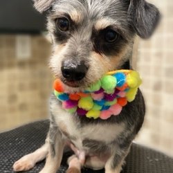 Petbox