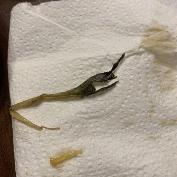 Gumbo To Geaux - My one wilted piece of lettuce on the chicken wrap - Cajun/Creole Near Me - Bossier City, Louisiana