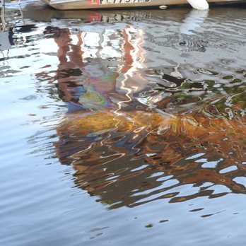 Manatee Sightseeing and Wildlife Adventures - Boat Tours Near Me - Naples, Florida Manatee Sightseeing and Wildlife Adventures - Boat Tours Near Me - Naples, Florida