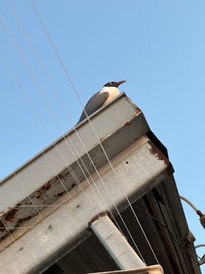 Fisherman's Wharf by null