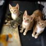 Photo of Fussy Friends Pet Supply