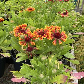Hallene Farm - Bright Spin Top Mariachi Copper Sun for a pop of color to your garden - North Kingstown, Rhode Island