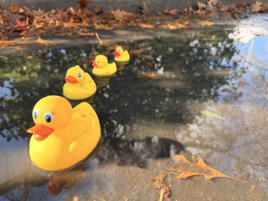 Chico Certified Farmers Market by null