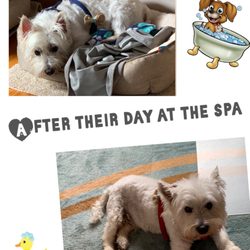 Animal Expressions Professional Pet Grooming Giftly Beautiful