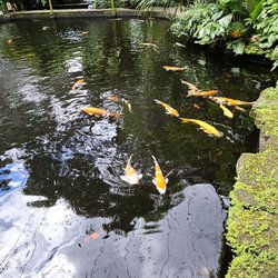 Crescent Moon Cafe And Studio Pottery - Koi Pond