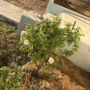 Jr Green Care - Beautiful rose bush - Tree Services Near Me Jr Green Care - Beautiful rose bush - Tree Services Near Me