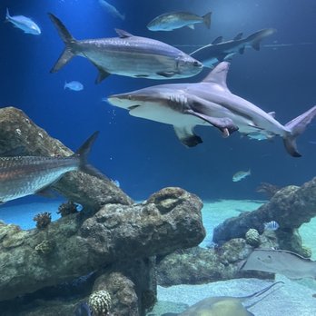 ABQ BioPark Aquarium - Aquariums Near Me - Albuquerque, New Mexico
