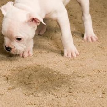 Oxi Fresh Carpet Cleaning - When your dog does his "business" , let Oxifresh do our business and get your home clean and fresh again! - Carpet Cleaning Near Me