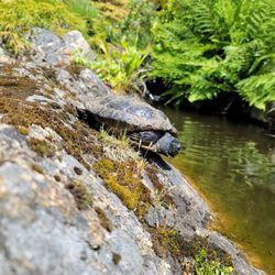 Abkhazi Garden - Resident turtle!