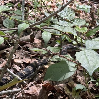 Ivy Creek Natural Area - Hopefully not that dangerous of a snake - Parks Near Me - Charlottesville, Virginia Ivy Creek Natural Area - Hopefully not that dangerous of a snake - Parks Near Me - Charlottesville, Virginia