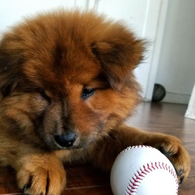 alex the happy dog grooming