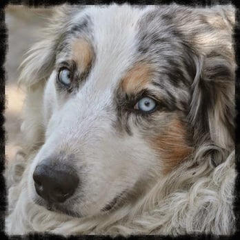 Puppycutz Pet Spa - Pet Groomers Near Me - Seffner, Florida Puppycutz Pet Spa - Pet Groomers Near Me - Seffner, Florida