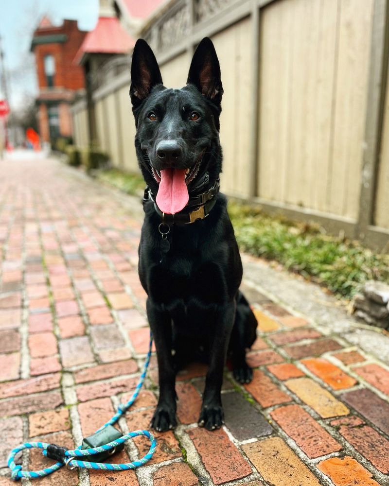 MIGHTY DOG SERVICES Updated September 2024 81 Photos & 16 Reviews