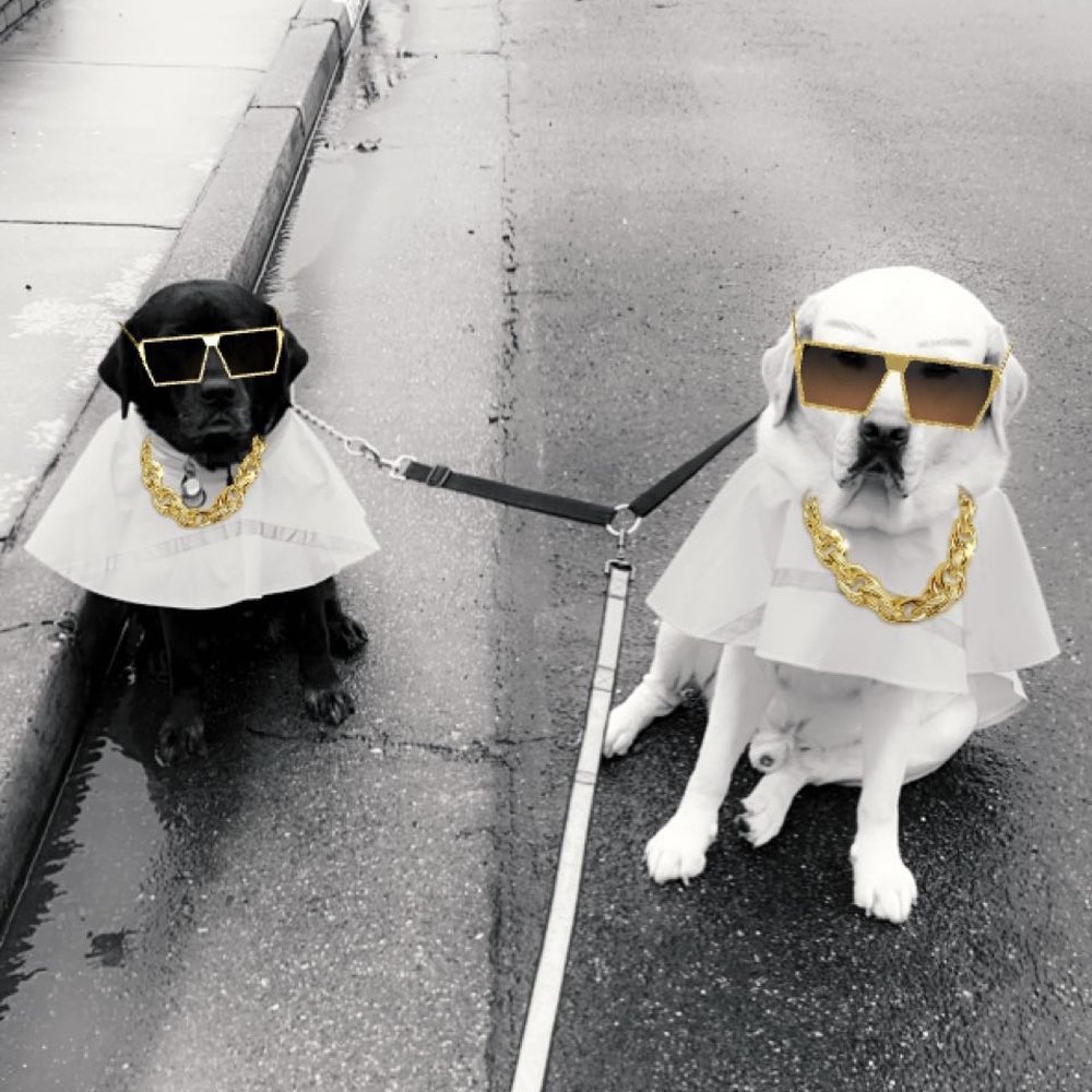 THE BEST 10 PET SITTING in SOLANO COUNTY, CA - Updated 2026 - Hours - Yelp