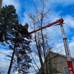 Tree removal in a tight spot? No problem
