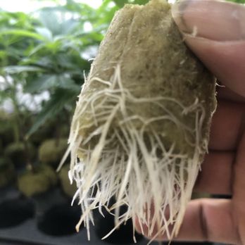 West Coast Clones - Nurseries & Gardening Near Me West Coast Clones - Nurseries & Gardening Near Me