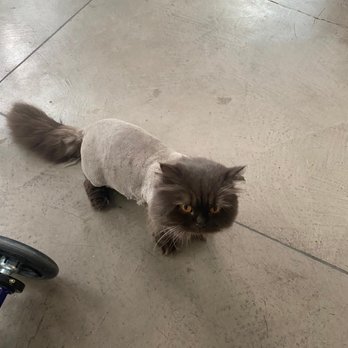 Kittington’s Mobile Cat Grooming - Daphne after getting a lion cut - Pet Groomers Near Me Kittington’s Mobile Cat Grooming - Daphne after getting a lion cut - Pet Groomers Near Me
