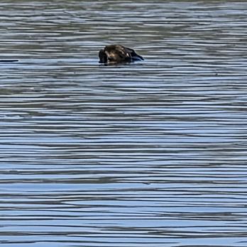 Central Coast Outdoors - Tours Near Me - Morro Bay, California Central Coast Outdoors - Tours Near Me - Morro Bay, California