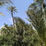 Photo of Hort de Sant Plàcid