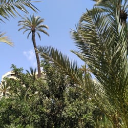 Hort de Sant Plàcid - Palmeras altas como sólo ellas