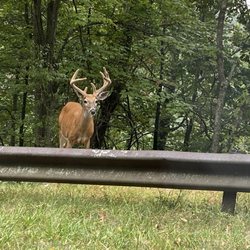 Woodstone Meadows - Deer along the roadside on Massanutten Mountain