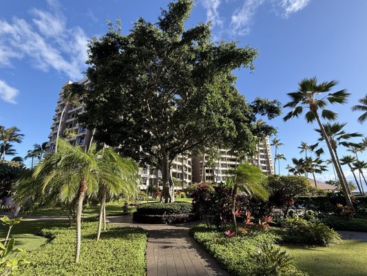 Kaanapali Alii Resort by null