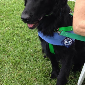 Canine Consent - Working with a handsome Flattie! - Pet Training Near Me
