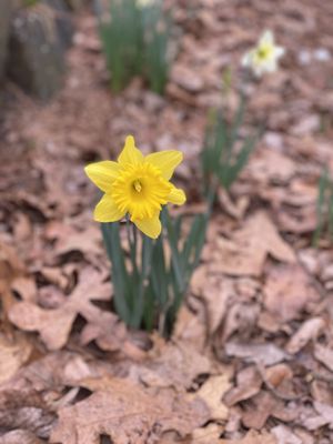 Garvan Woodland Gardens by null