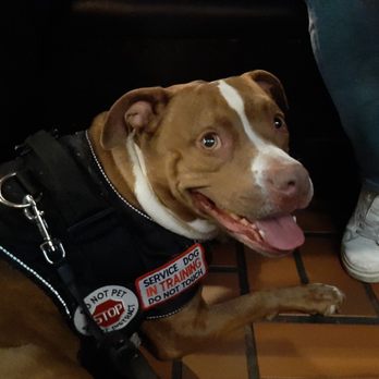 Quaker Steak & Lube - a dog wearing a service vest - Chicken Wings Near Me - Sandusky, Ohio Quaker Steak & Lube - a dog wearing a service vest - Chicken Wings Near Me - Sandusky, Ohio