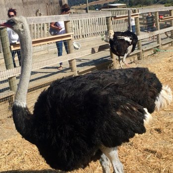 Ostrichland USA - Attraction Farms Near Me - Solvang, California