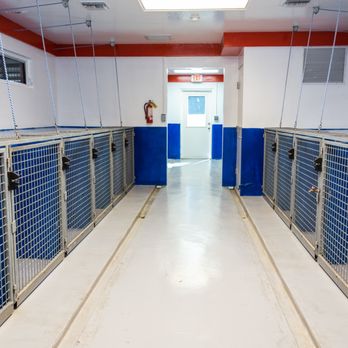 The Canine Academy - Pet Training Near Me - Sarasota, Florida The Canine Academy - Pet Training Near Me - Sarasota, Florida
