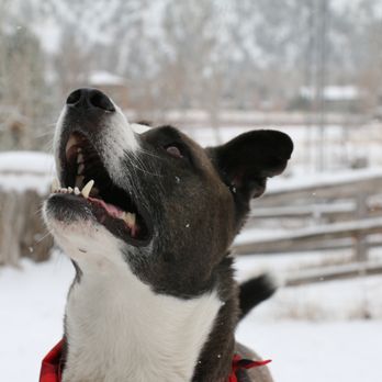 Dogography L A - Pet Photography Near Me