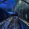 Aquarium Of The Bay gift card
