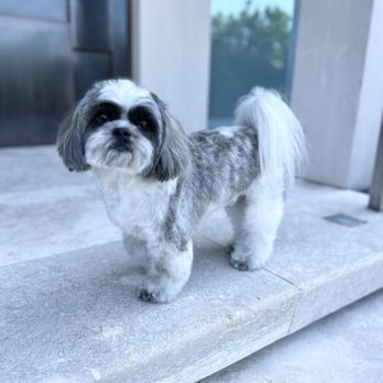 A1 Pet Grooming - Pet Groomers Near Me A1 Pet Grooming - Pet Groomers Near Me