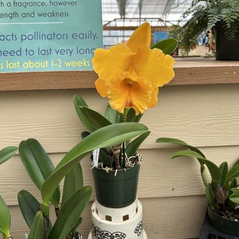 Akatsuka Orchid Gardens - Flowers & Gifts Near Me - Volcano, Hawaii