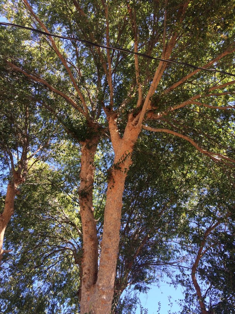 SKYHOOK TREE CLIMBING TRIMMING REMOVING 26 Photos & 13 Reviews