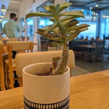 Pier 6 - Nice touch at every table - Seafood Near Me - San Leon, Texas Pier 6 - Nice touch at every table - Seafood Near Me - San Leon, Texas
